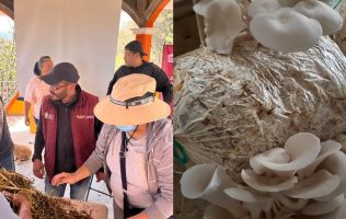 Apuesta el campo mexiquense por la producción de hongos