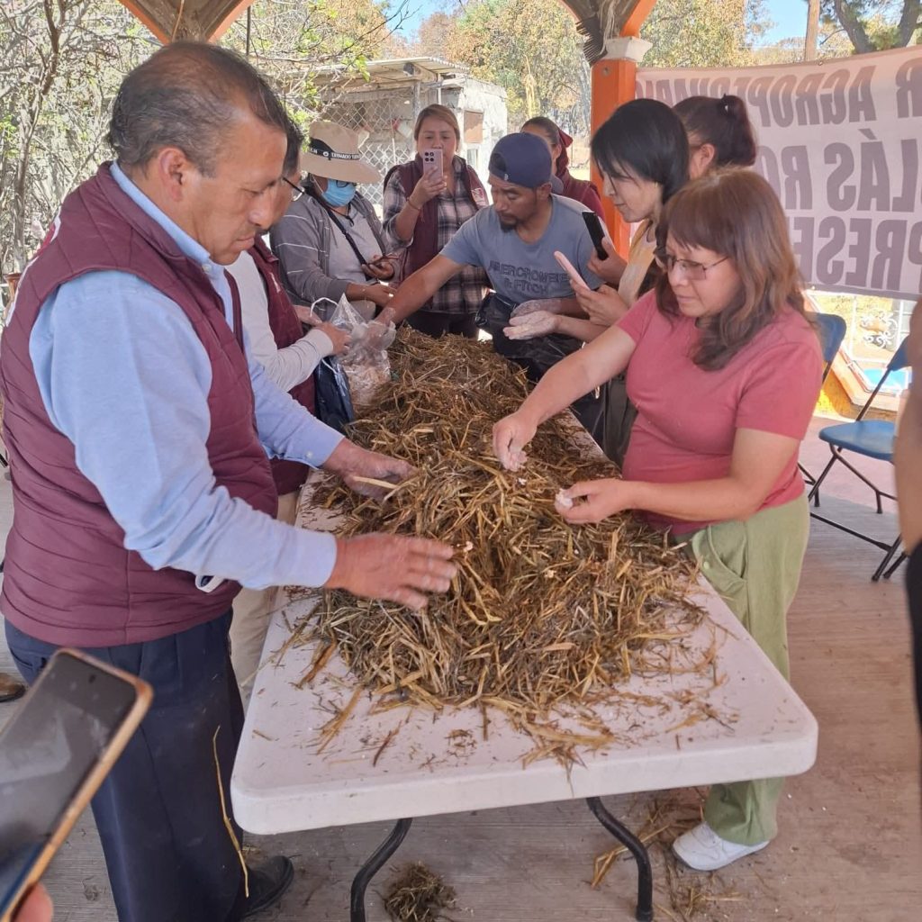 Foto: Secretaria del Campo/ Z'etas Hongos Frescos