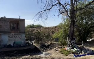 Conoce el 'árbol de los peluches' que alimenta leyendas urbanas
