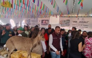 De alacrán, búfalo y jabalí; inicia 8va Feria del Taco en Zinacantepec
