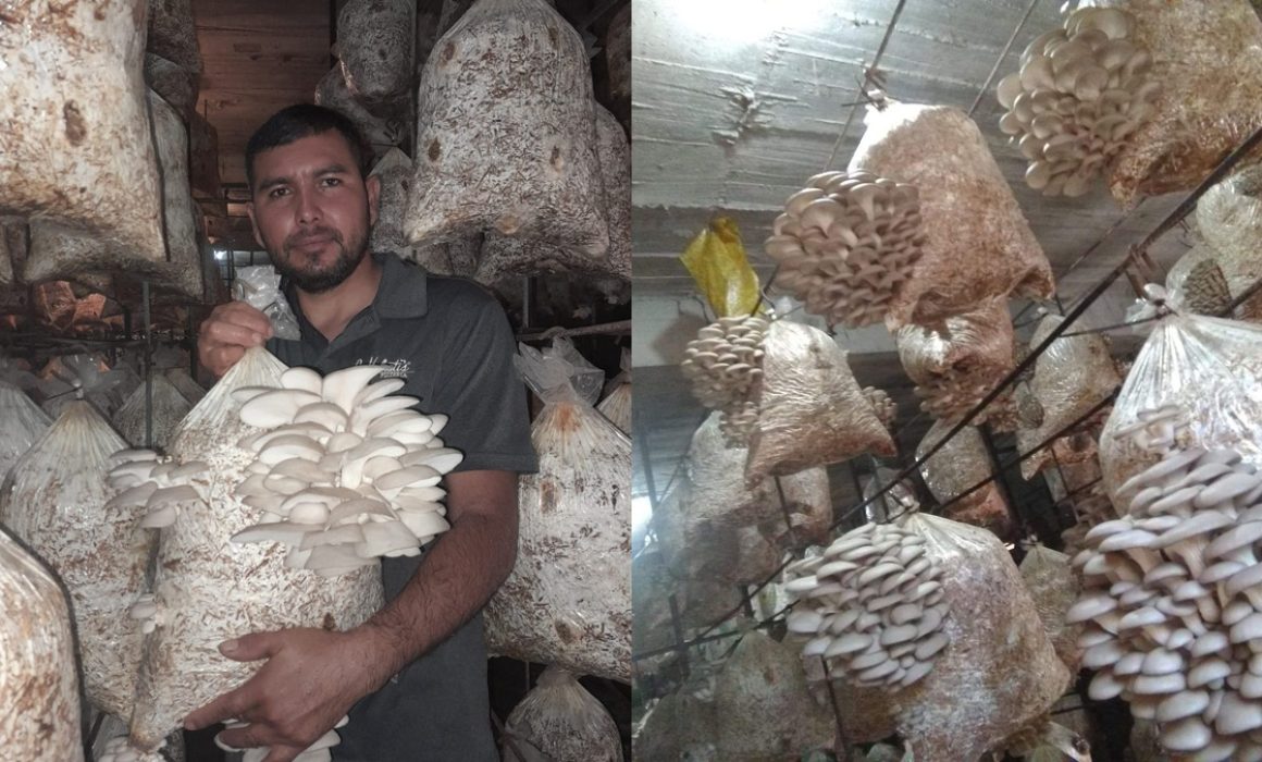De migrante a productor; cultiva hongos y genera empleo en Tejupilco
