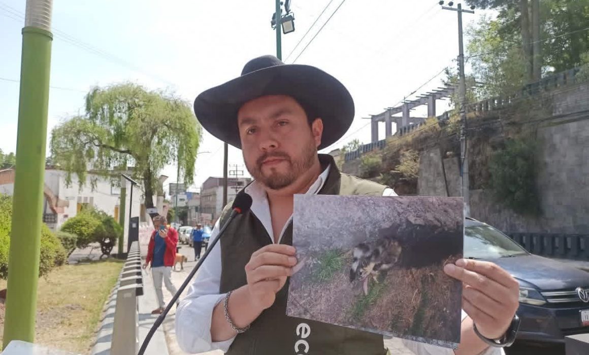 Denuncian en Toluca envenenamiento de cacomixtles en parque El Calvario