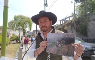 Denuncian en Toluca envenenamiento de cacomixtles en parque El Calvario