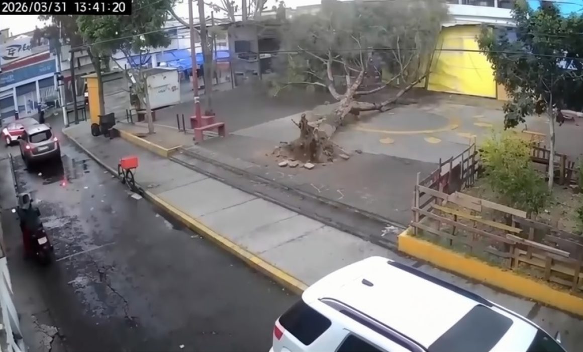 Derriba viento árbol en Ecatepec; no hay lesionados