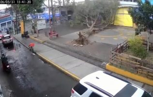 Derriba viento árbol en Ecatepec; no hay lesionados