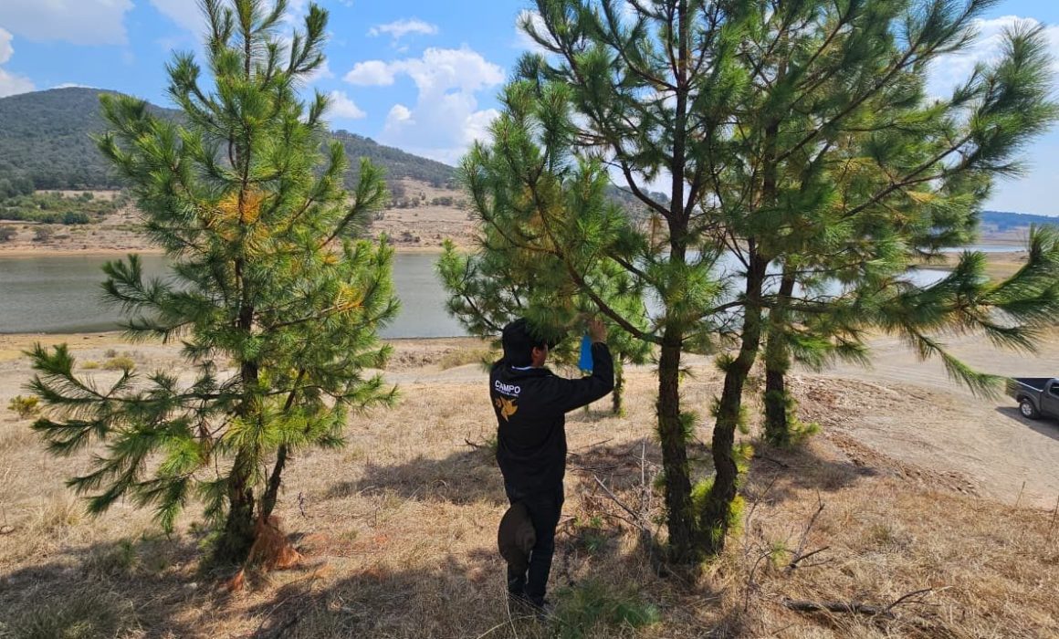Despliegan brigadas contra el gusano barrenador en Edomex