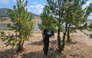 Despliegan brigadas contra el gusano barrenador en Edomex