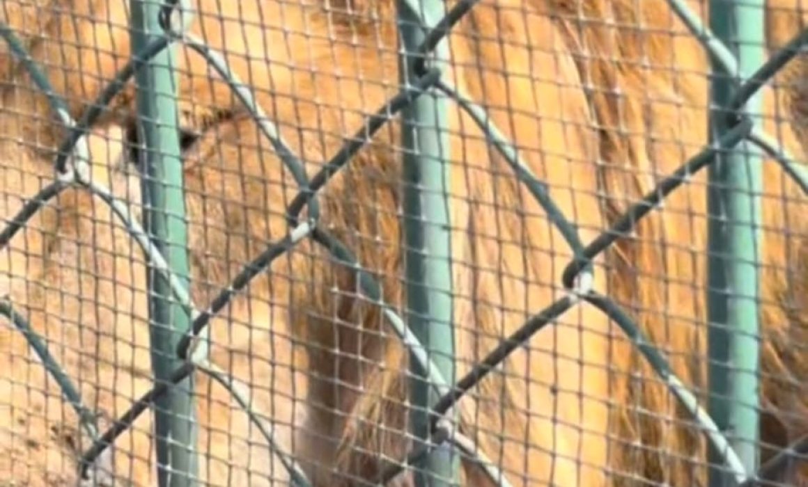 Exhiben a león enfermo vomitando en zoológico de Nezahualcóyotl