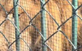 Exhiben a león enfermo vomitando en zoológico de Nezahualcóyotl