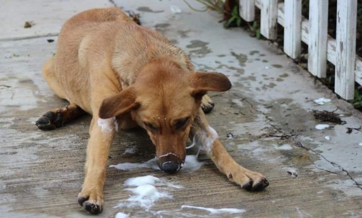 Exigen castigo para mujer que envenenó a cachorro en Nezahualcóyotl