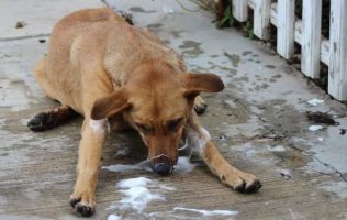 Exigen castigo para mujer que envenenó a cachorro en Nezahualcóyotl
