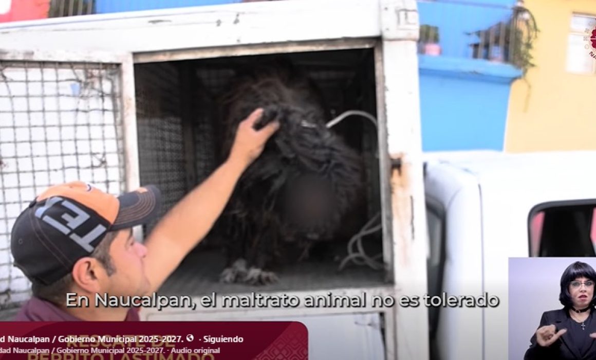 Golpea motociclista a cachorro y lo deja lesionado del ojo en Naucalpan
