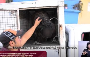 Golpea motociclista a cachorro y lo deja lesionado del ojo en Naucalpan