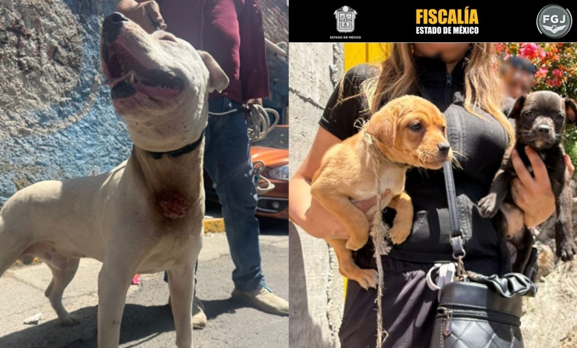 Interviene Naucalpan en rescate de perros en colonia de perro 'Lobito'