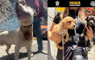 Interviene Naucalpan en rescate de perros en colonia de perro 'Lobito'