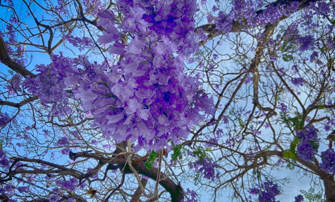 Jacarandas y 8M: el violeta de la primavera se vuelve símbolo de lucha