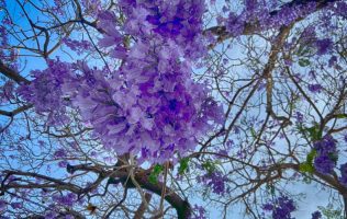 Jacarandas y 8M: el violeta de la primavera se vuelve símbolo de lucha