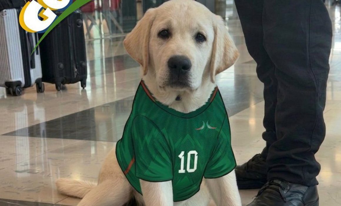Presenta AIFA a Goliat, cachorro de apoyo emocional rumbo al Mundial