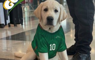 Presenta AIFA a Goliat, cachorro de apoyo emocional rumbo al Mundial
