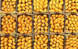 Prevén comerciantes de Huehuetoca aumento del 73% en mango ataulfo