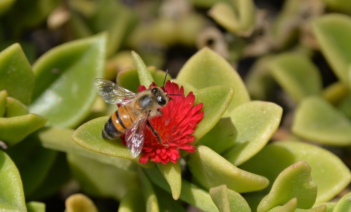 Ratifica GEM su compromiso ambiental con 315 jardines polinizadores
