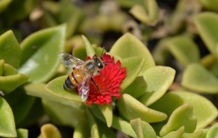 Ratifica GEM su compromiso ambiental con 315 jardines polinizadores