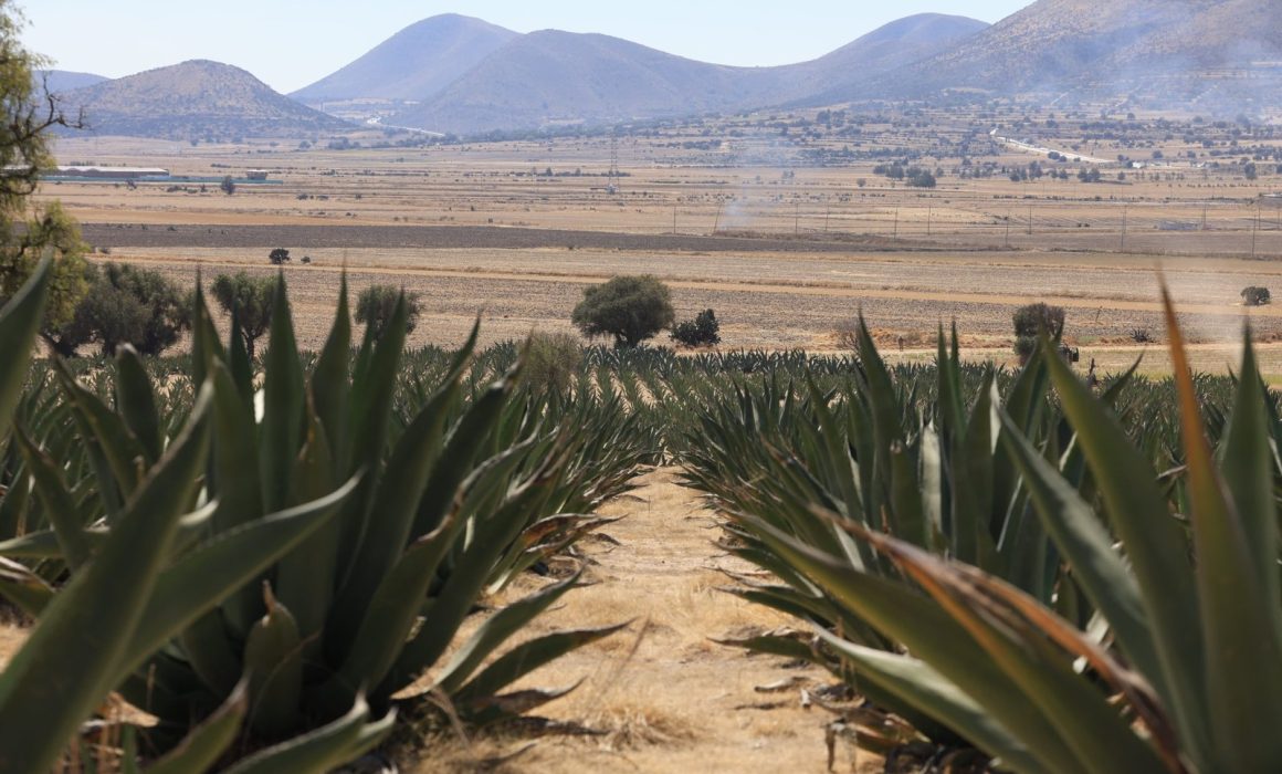 Reactivarán legado pulquero en Axapusco
