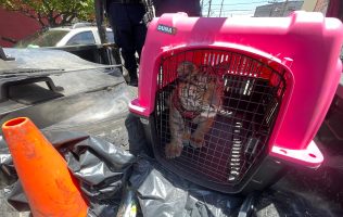 Rescatan cachorro de tigre de bengala en vivienda de Ecatepec
