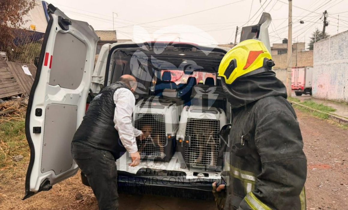 Rescatan en Cuautitlán Izcalli a caninos en condiciones insalubres