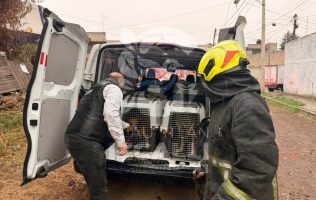 Rescatan en Cuautitlán Izcalli a caninos en condiciones insalubres