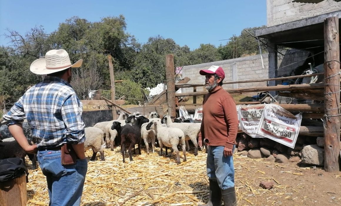 Respaldan en Tianguistenco a productores ovinos con jornada sanitaria
