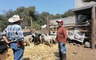 Respaldan en Tianguistenco a productores ovinos con jornada sanitaria