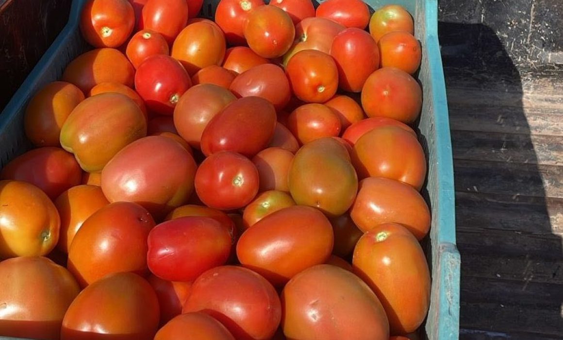 Sube jitomate hasta 60 pesos el kg y bajaría a finales de marzo