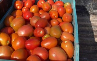 Sube jitomate hasta 60 pesos el kg y bajaría a finales de marzo