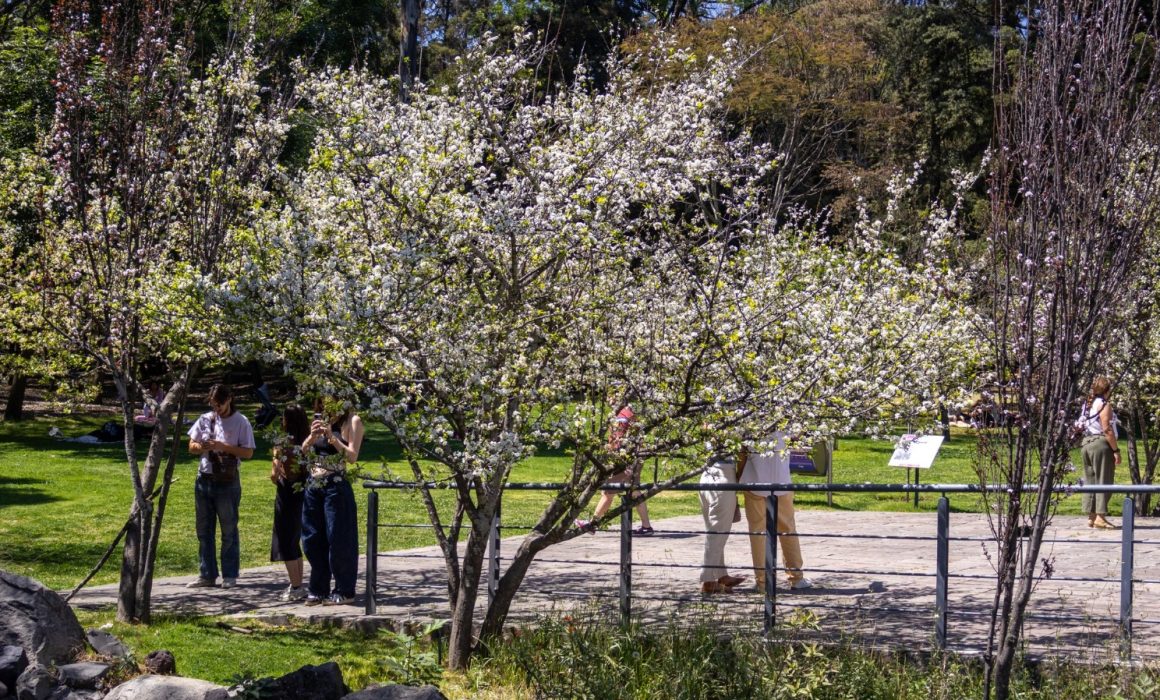 Suspenden 'Perreo Picnic' en Chapultepec por falta de permisos