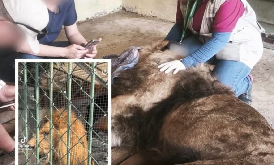 Verifica Profepa estado de salud de león en zoológico de Nezahualcóyotl
