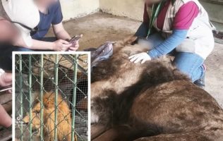 Verifica Profepa estado de salud de león en zoológico de Nezahualcóyotl