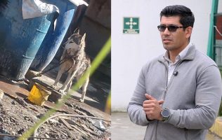 Exhortan autoridades de Toluca a denunciar casos de maltrato animal