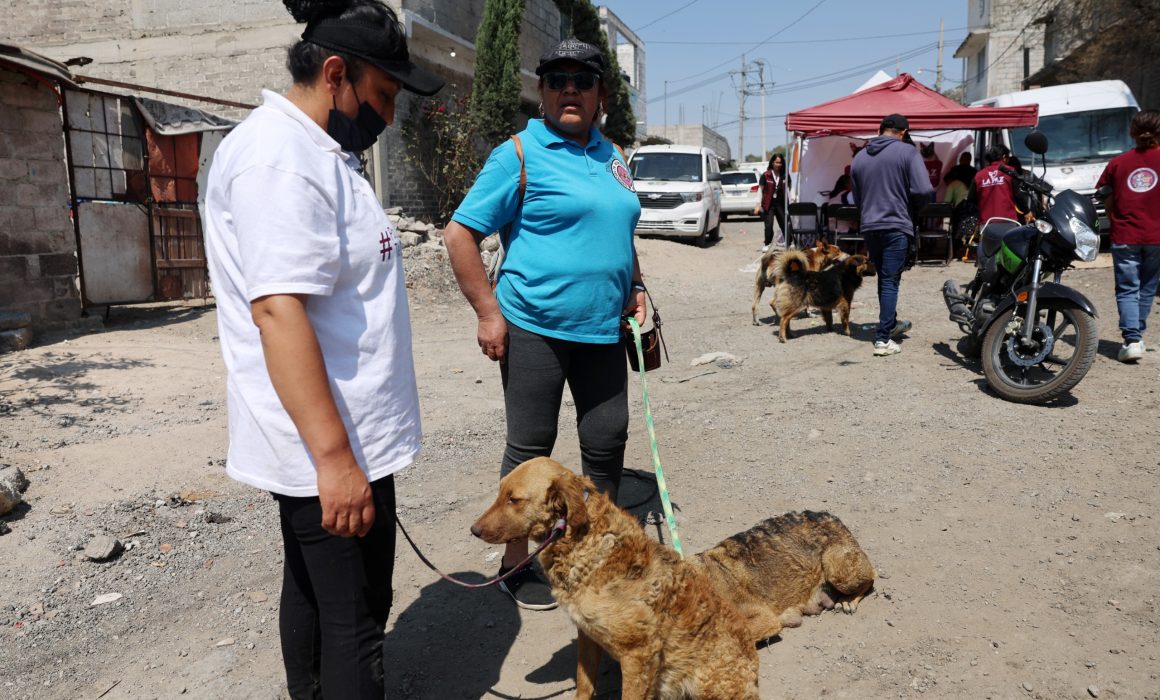 Anuncian esterilización animales callejeros en Chimalhuacán