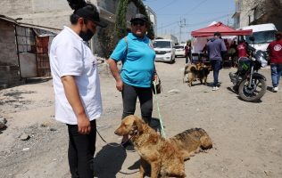 Anuncian esterilización animales callejeros en Chimalhuacán