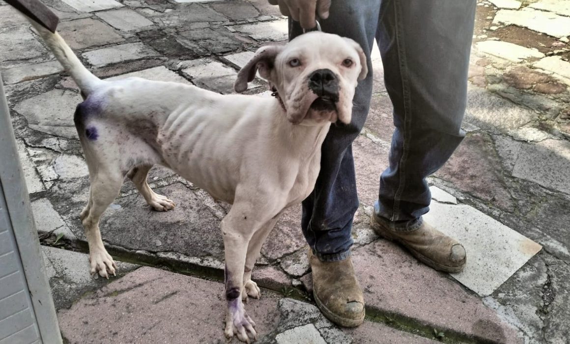 Aprueba Edomex ley que multa hasta con 35 mil pesos el maltrato animal