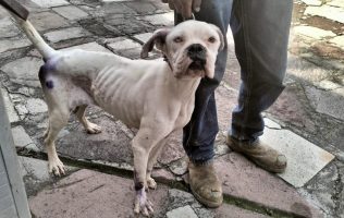 Aprueba Edomex ley que multa hasta con 35 mil pesos el maltrato animal