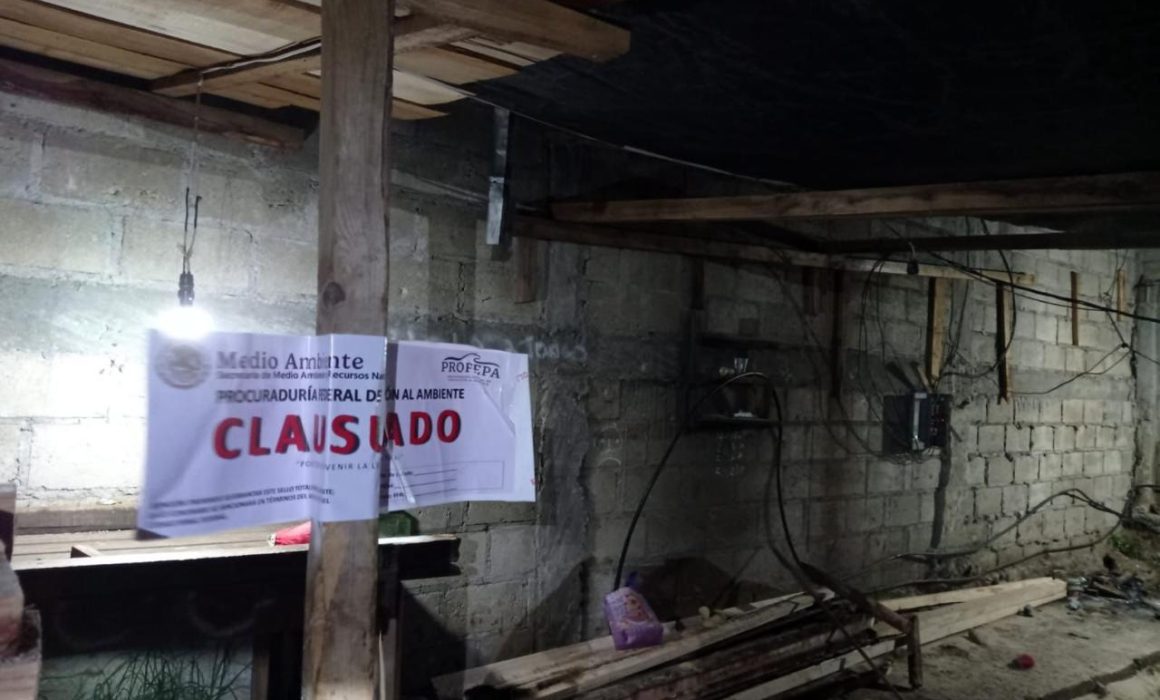 Aseguran fuerzas federales y estatales bodegas para tala en Ocuilan