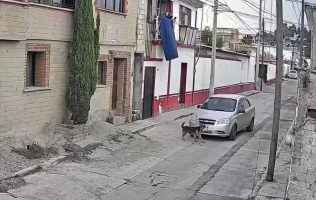 Atropella a perro y huye en Chapultepec, Edomex; exigen justicia