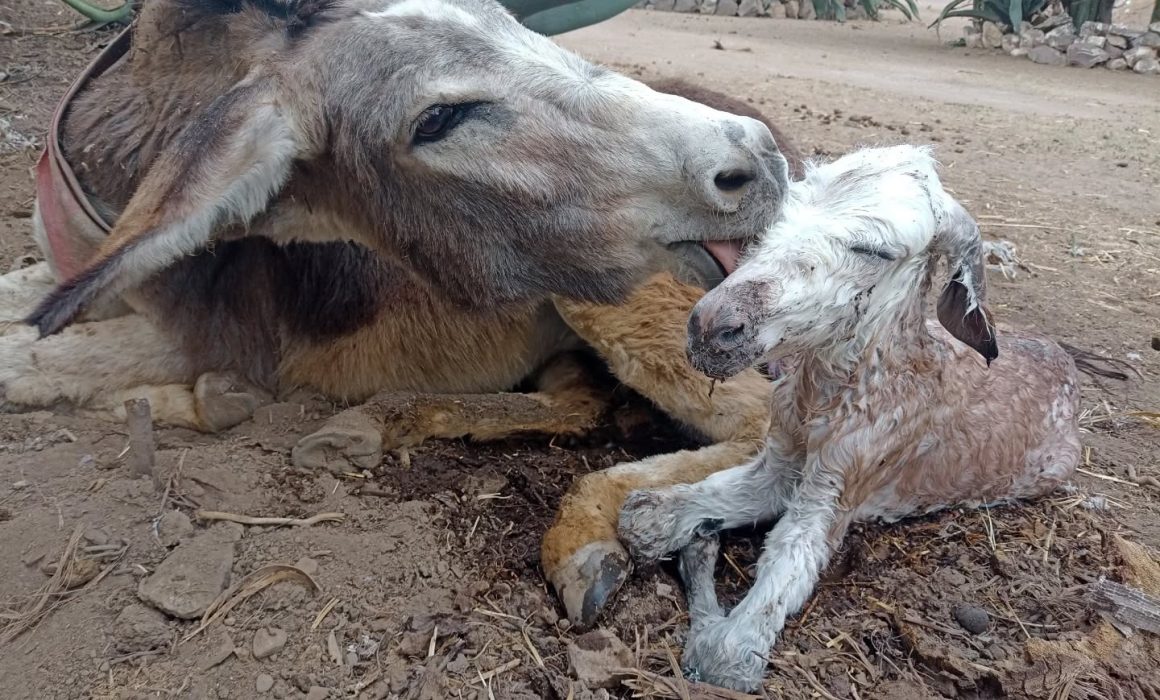 Celebran en Otumba nacimiento de burro en santuario ya suman 100 asnos