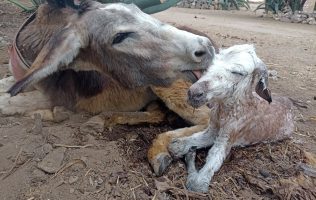 Celebran en Otumba nacimiento de burro en santuario ya suman 100 asnos