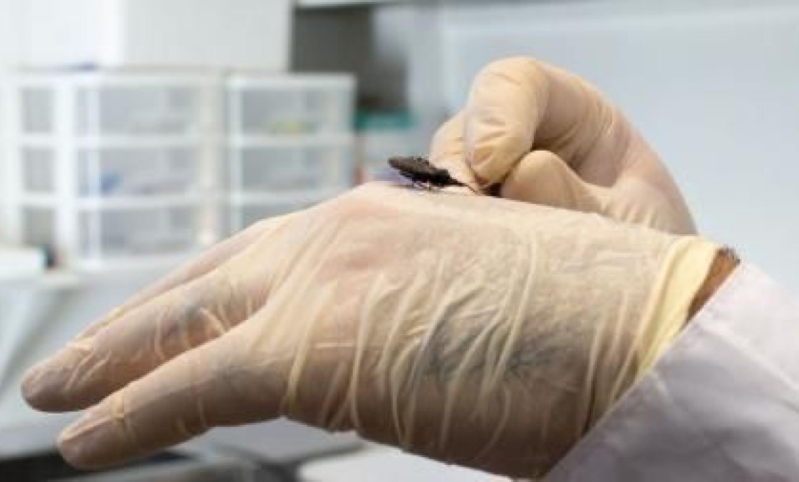 Conoce cómo prevenir el Chagas desde casa con medidas simples