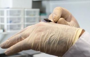 Conoce cómo prevenir el Chagas desde casa con medidas simples