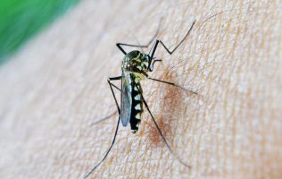 Conoce las causas y síntomas del paludismos para detección temprana