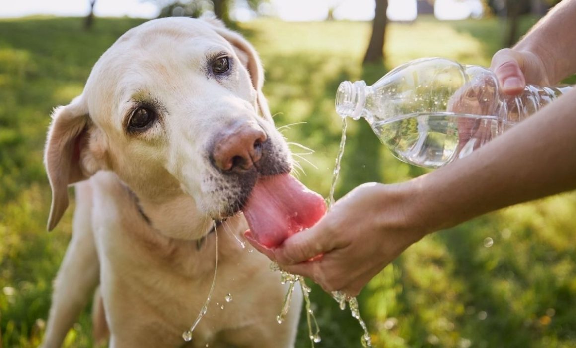 Demuestra amor por tus mascotas y protégelos del calor extremo